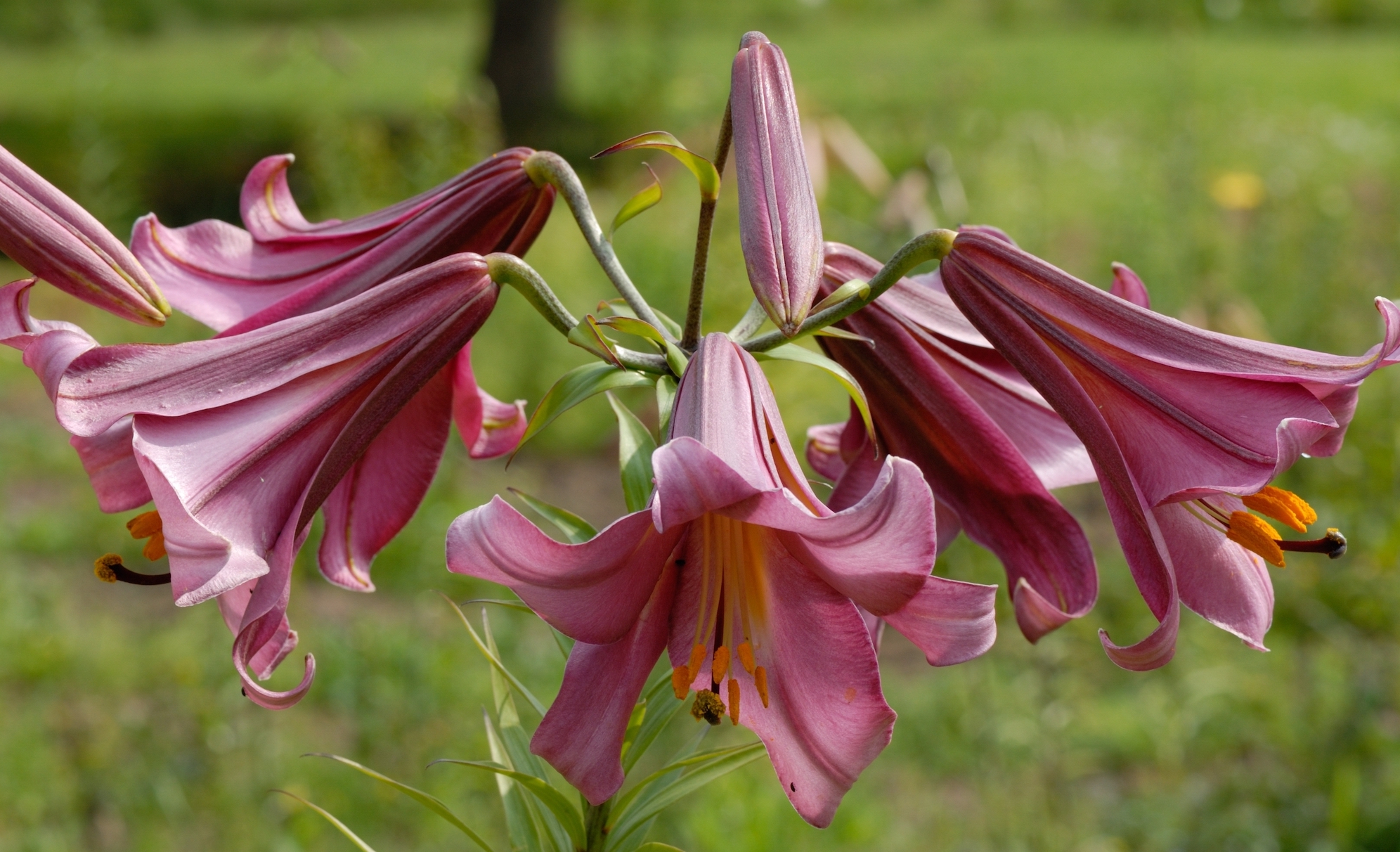 Trumpet-shaped dark pink lilies in a cluster